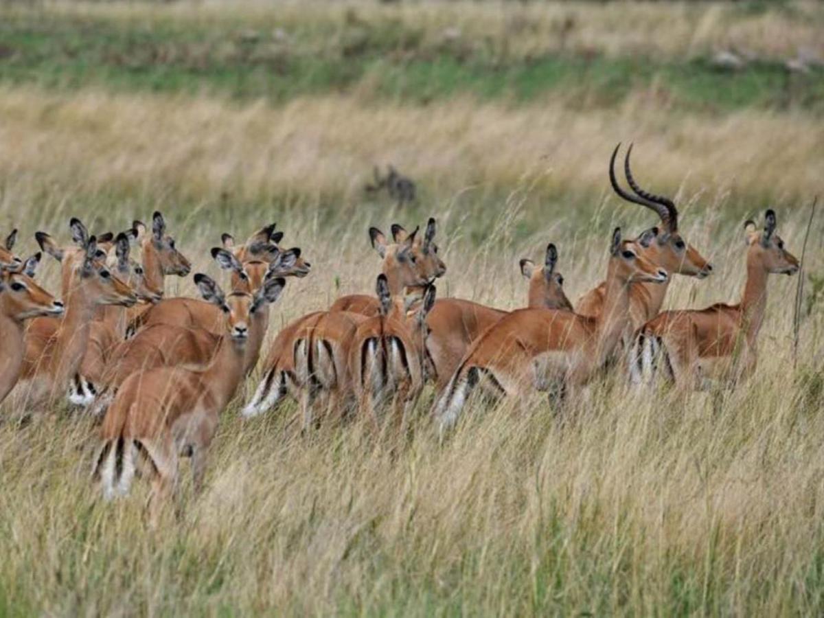 Serengeti Kifaru Tented Lodge Mugumu 外观 照片